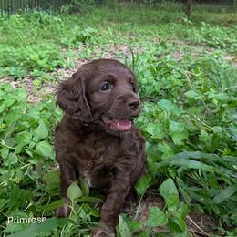 Primrose - Brown female Cockapoo puppy in Sunset, Louisiana from Cano Cockapoos