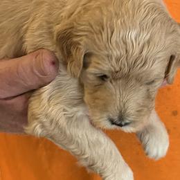 Juniper - Cream female Goldendoodle puppy in Buford, Georgia from Guppy Puppies