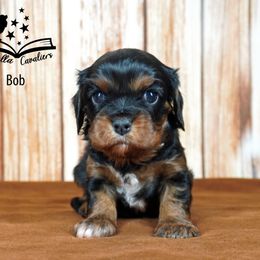 Cavalier King Charles Spaniel Puppies from Novella Cavaliers