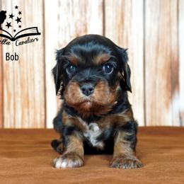 Cavalier King Charles Spaniel Puppies from Novella Cavaliers