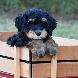 Phantom (of the opera) - Tri-color male Bernedoodle puppy in Rose Hill, North Carolina from Red Door Canines