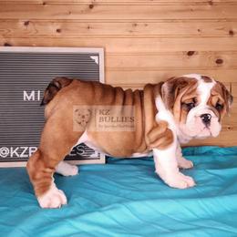 Mia - Red and white female Bulldog puppy in Hillsdale County, Michigan from KZ Bullies LLC