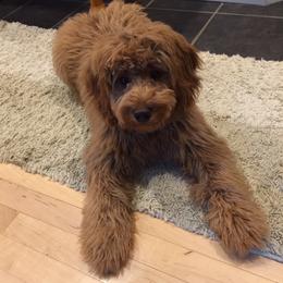 Goldendoodle Puppies from Coal Country Doodles