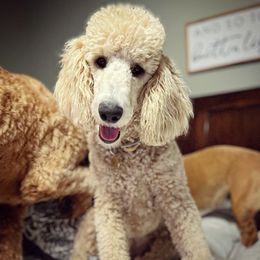 Goldendoodles and Poodles from Angel’s Standard Doodles and Poodles