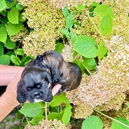 Dark sable girl - Sable female Cocker Spaniel puppy in Oregon from Doc's Cockers
