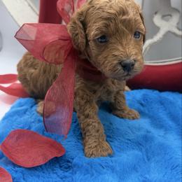 Charlie Brown (girl) - Red  female Goldendoodle puppy in Central, Arizona from Desert Valley Doodles