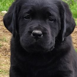 Labrador Retriever Puppies from East Deep River Farm and Labradors