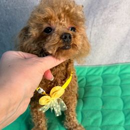 Yoom Asian Teddy - Apricot male Poodle puppy in California from Yorkie & Maltese Royalty