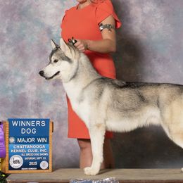 Hurricane - Siberian Husky