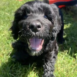 Lagotto Romagnolo and Portuguese Water Dog Puppies from Shooting Star Water Dogs