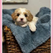 Cavachon Puppies from Designer Mountain Mutts