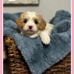 Cavachon Puppies from Designer Mountain Mutts