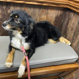 Abby - Toy Australian Shepherd