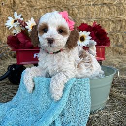 Diamond - Parti female Goldendoodle puppy in Pendleton, Oregon from Blushing Doodles