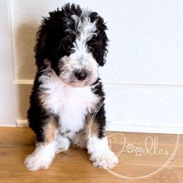 Yen (Red) - Tri-color male Bernedoodle puppy in Rockwall, Texas from Glory Doodles
