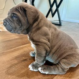 Red - Blue female Neapolitan Mastiff puppy in Ramona, California from San Diego Mastiff