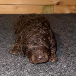Romeo - Chocolate male Goldendoodle puppy in Nathalie, Virginia from Deez Doodles