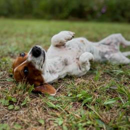 Piper - Dachshund