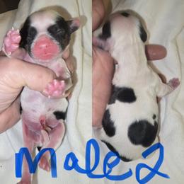 Boy 2 - Black white and tan male Cocker Spaniel puppy in Greensboro, North Carolina from Cochran Spaniels