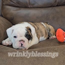Beau - Bulldog puppy from Wrinkly Blessings English Bulldogs