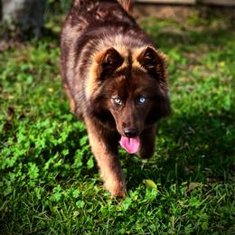 Siberian Husky puppies from SouthernBell Siberian Huskies