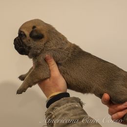 Girl 3 - Fawn female Cane Corso puppy in Cable, Ohio from Americana Cane Corso