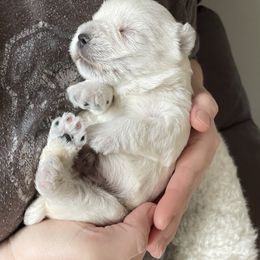 Shihpoo, Shih Tzu, and West Highland White Terrier Puppies from Westie Way & Polly Tzu Shih tzu and more