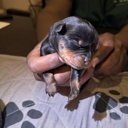 Boy 1 Black collar - Black and rust male Rottweiler puppy in Grand Rapids, Michigan from Rott-Squad Kennels