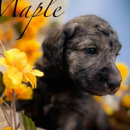 Maple - Sable female Poodle puppy in Greenville, North Carolina from Grace Poodles