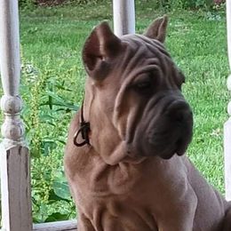 American Corgis and Cane Corso from Crazy Women Northern Guardians