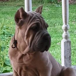 American Corgis and Cane Corso from Crazy Women Northern Guardians