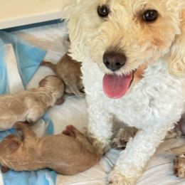 Butters - Goldendoodle