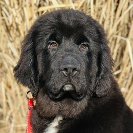 AKC Boy 3 - LORD - Black Newfoundland puppy in Marshall, Missouri from Majestic Gentle Giants