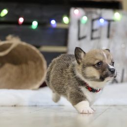 Pembroke Welsh Corgi Puppies from Corgi Companions