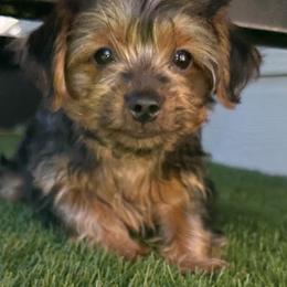 Lincoln - Parti male Yorkshire Terrier puppy in San Antonio, Texas from Luna's Treasures