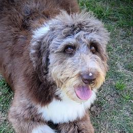 Windy - Aussiedoodle