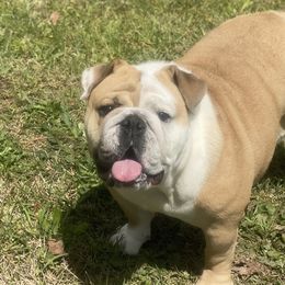 Boxers, Bulldogs, and French Bulldogs from Lafayette Bulldogs & Boxers