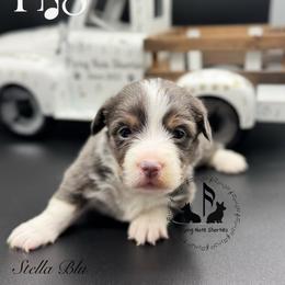 Stella - Blue female Pembroke Welsh Corgi puppy in Casper, Wyoming from Flying Note Shorties