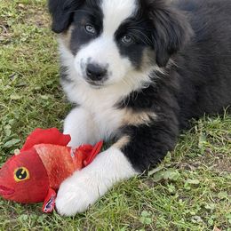 Australian Shepherd Puppies from Lil Klimuk's Australian Shepherds