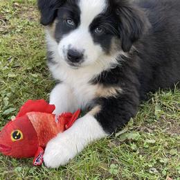 Australian Shepherd Puppies from Lil Klimuk's Australian Shepherds