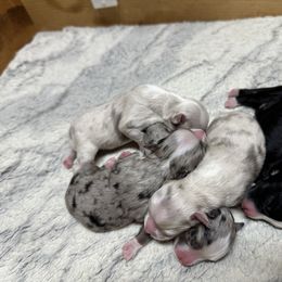 Miniature Australian Shepherd and Toy Australian Shepherd Puppies from Cherry Grove Kennel