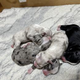 Miniature Australian Shepherd and Toy Australian Shepherd Puppies from Cherry Grove Kennel