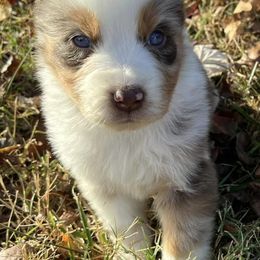 Australian Shepherds from Russell Brothers Farms
