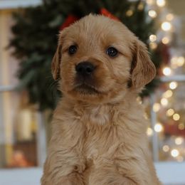 Buddy the elf - Dark golden male Golden Retriever puppy in Harriman, Tennessee from Grace Golden Retrievers