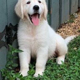 Golden Retriever Puppies from Silkspun Goldens
