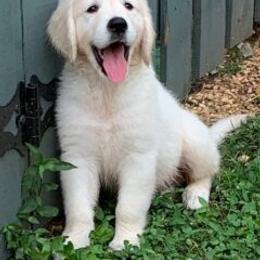 Golden Retriever Puppies from Silkspun Goldens