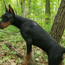 Doberman Pinscher All Grown Up from Haus Von Stidham Dobermans