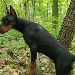 Doberman Pinscher All Grown Up from Haus Von Stidham Dobermans