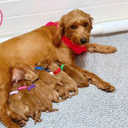 Bernedoodle and Goldendoodle Puppies from BrookeMarie’s Goldendoodle Love