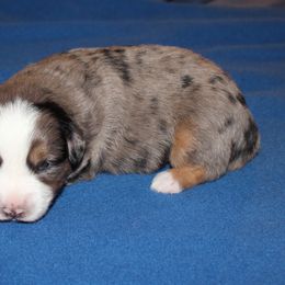Zeb - Blue merle male Miniature American Shepherd puppy in Hillsdale, Michigan from Faithwalk Aussies and Mini American Shepherds